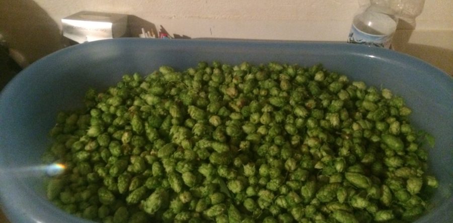 Slider Hopfen