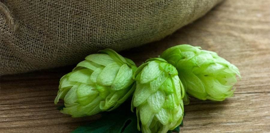 Sed blandit massa vel